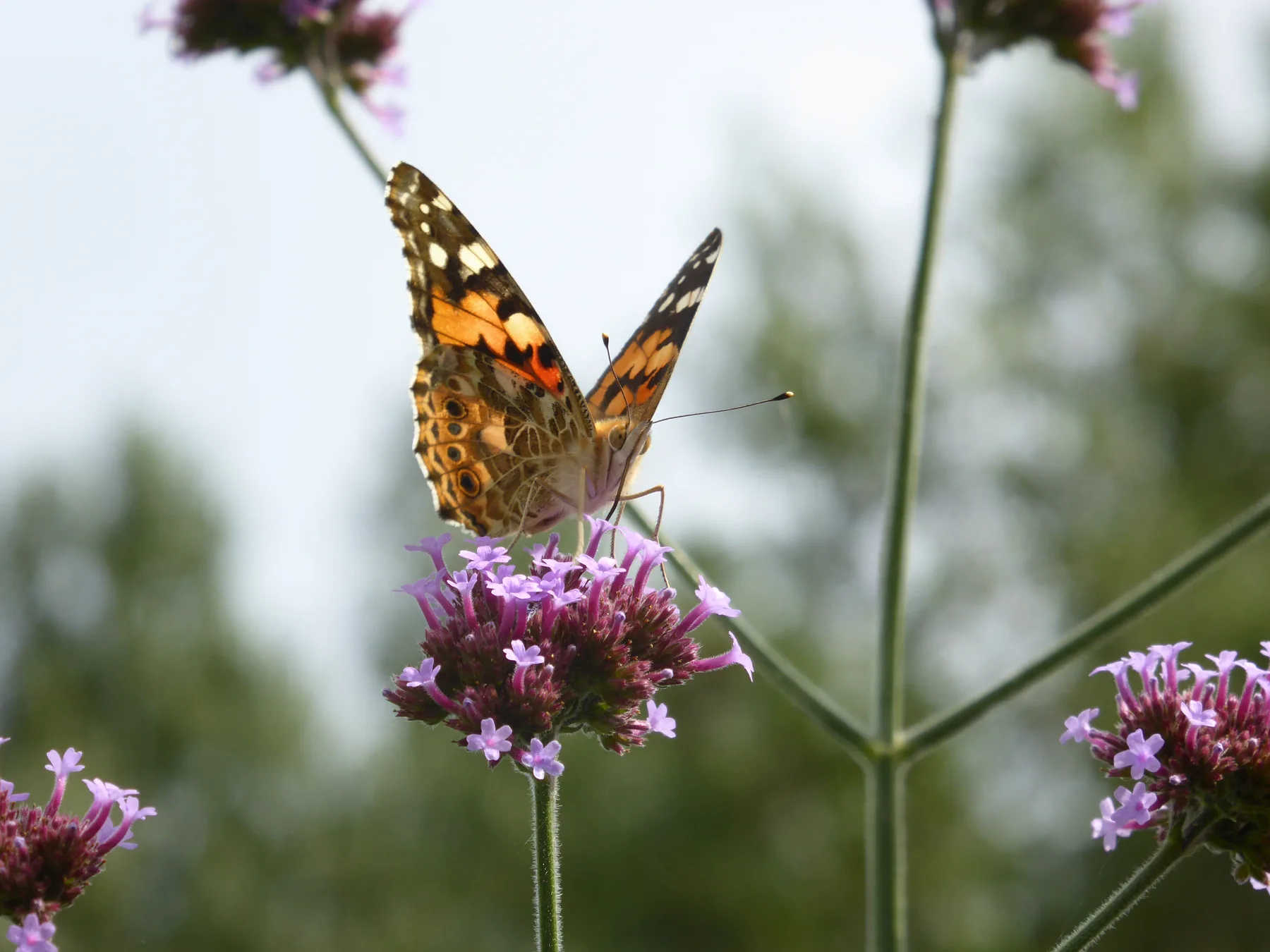 Een vlinder op paarse verbena.