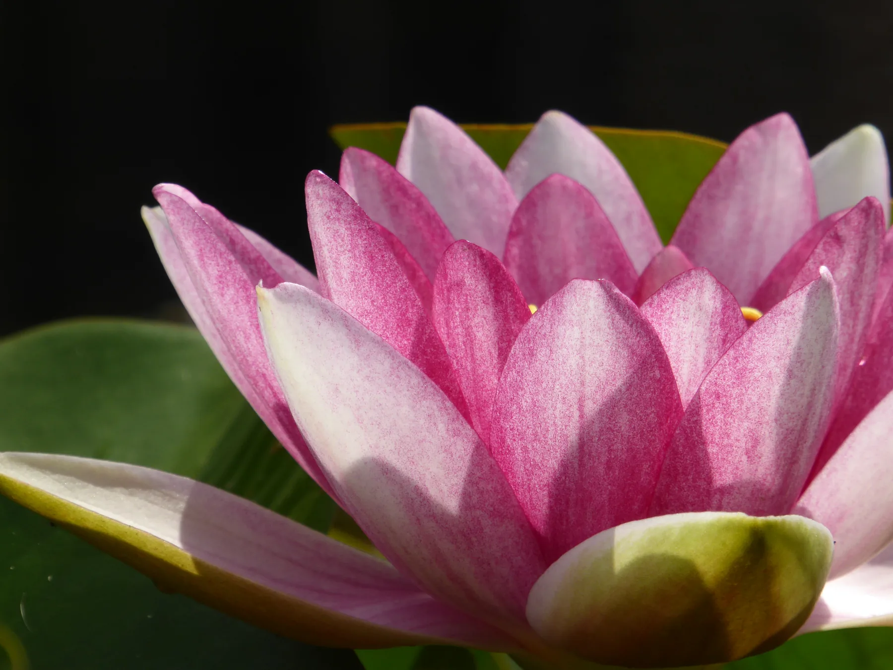 Een roze waterlelie.