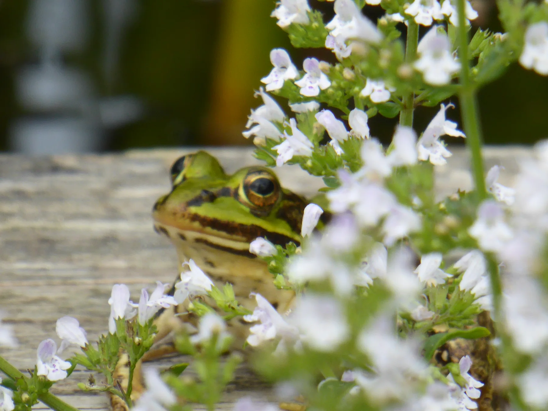 Een groene kikker tussen witte bloemen.
