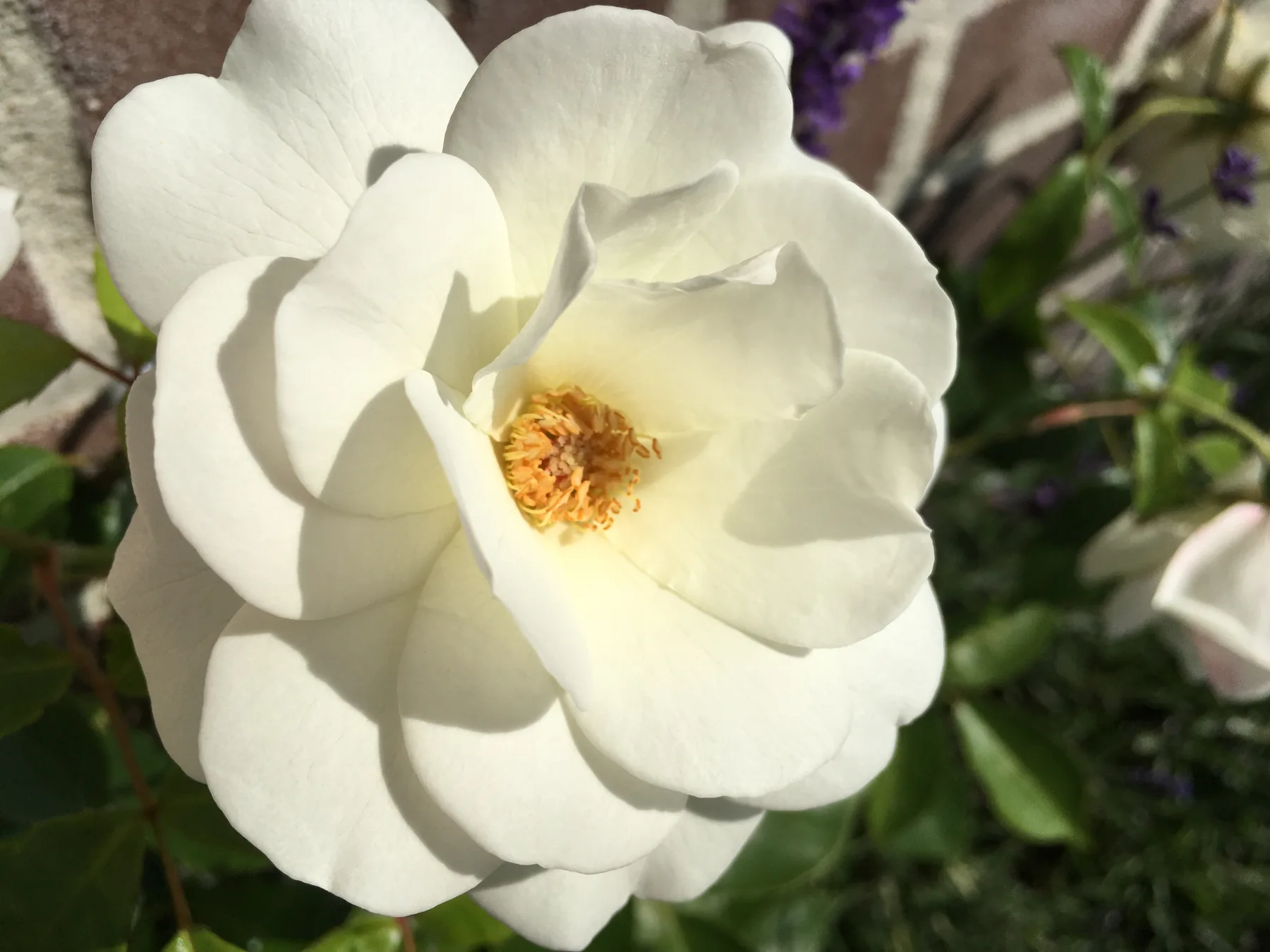 Een witte roos in de zon.