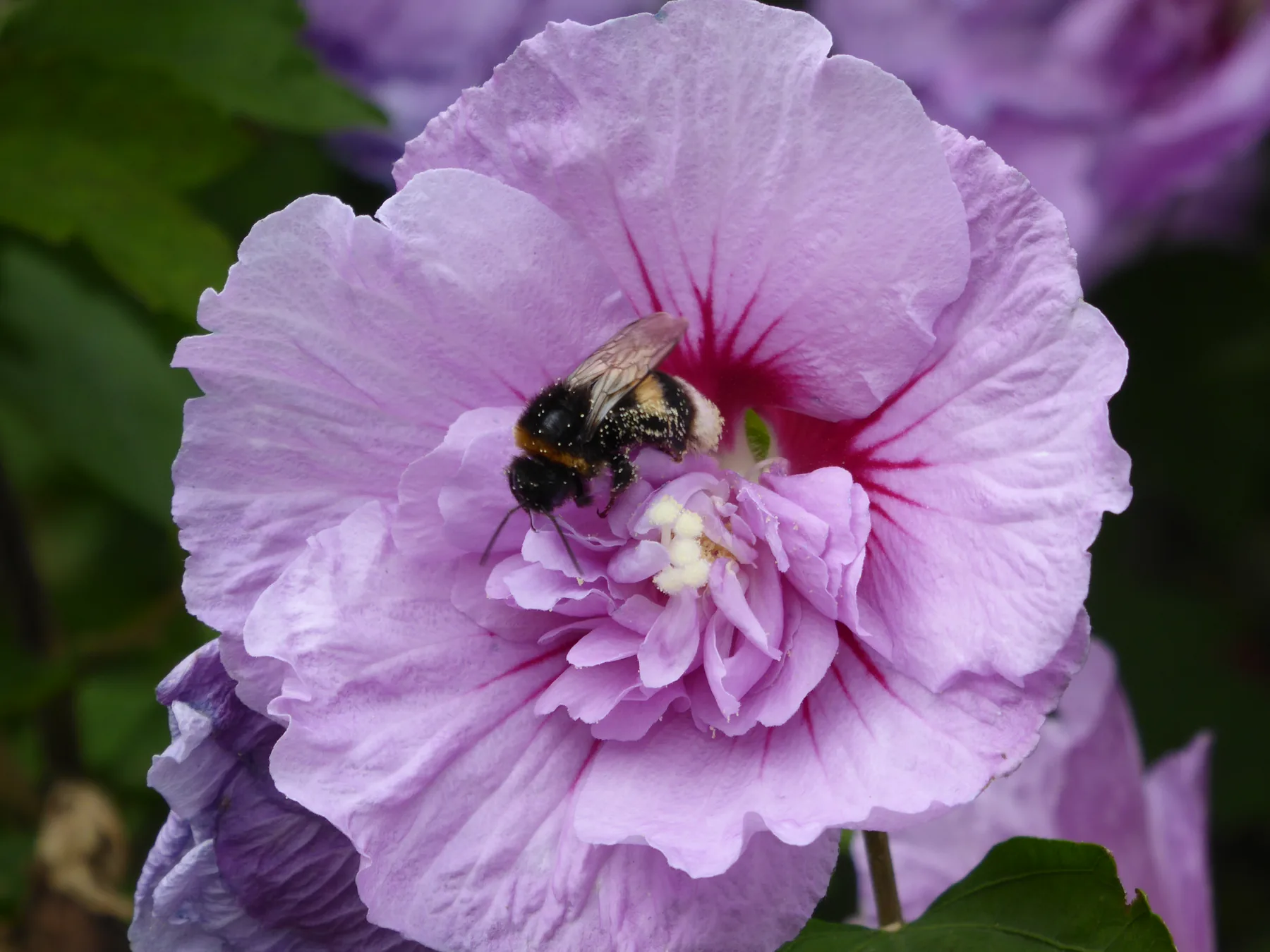 Een bij op een paarse hibiscusbloem.
