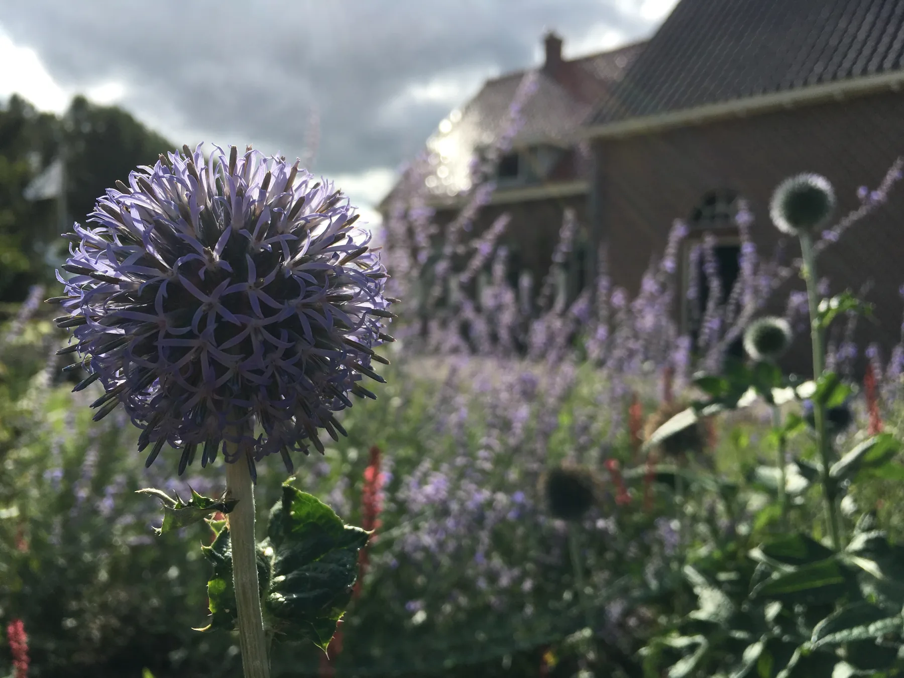 Paarse sieruien tussen lavendel bij een woonhuis.