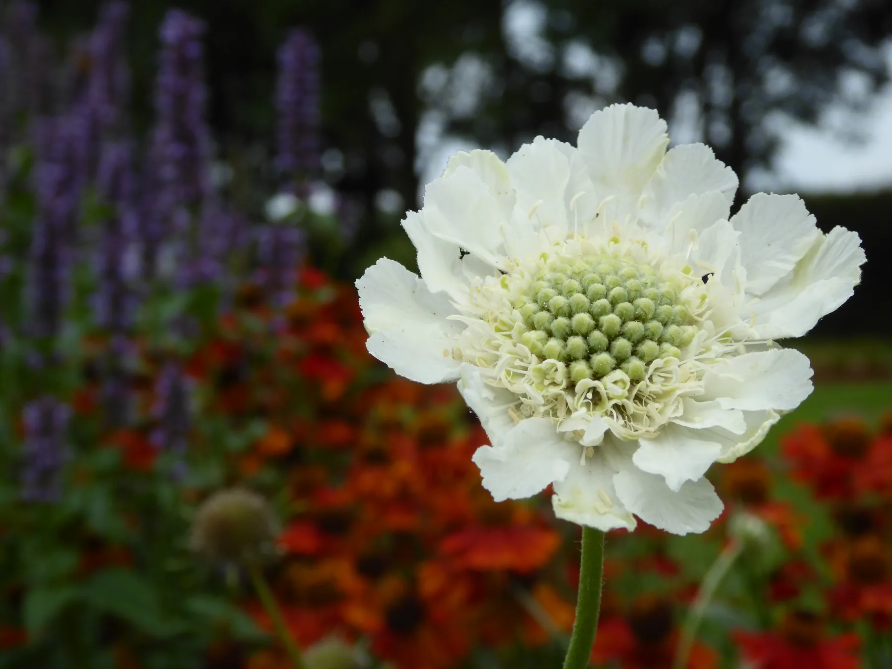 Een witte bloem tussen warm gekleurde beplanting.