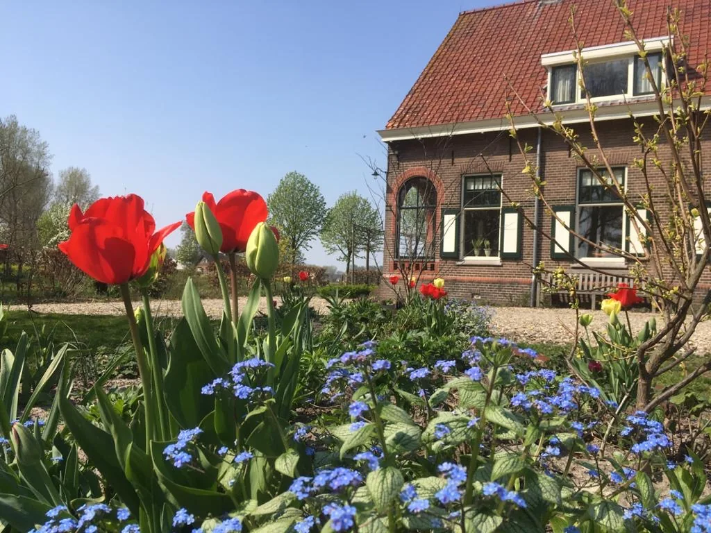 Boerderij Vredes-Hope achter rode tulpen en blauwe voorjaarsbloemen.