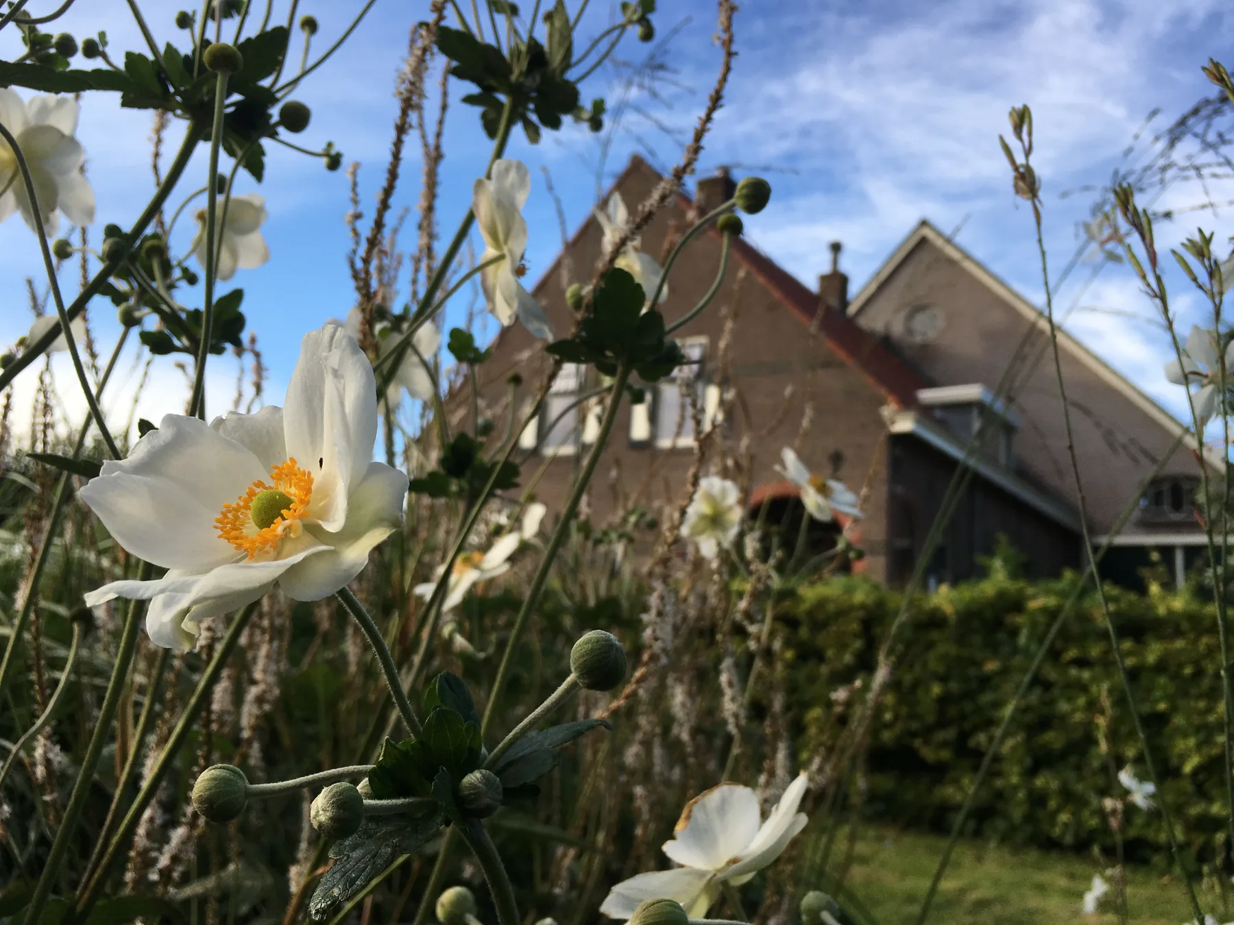 Bloeiende orchideeën in de tuin.