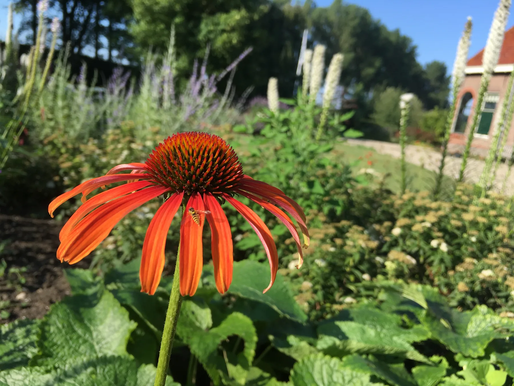Een oranje zonnehoed in de border.