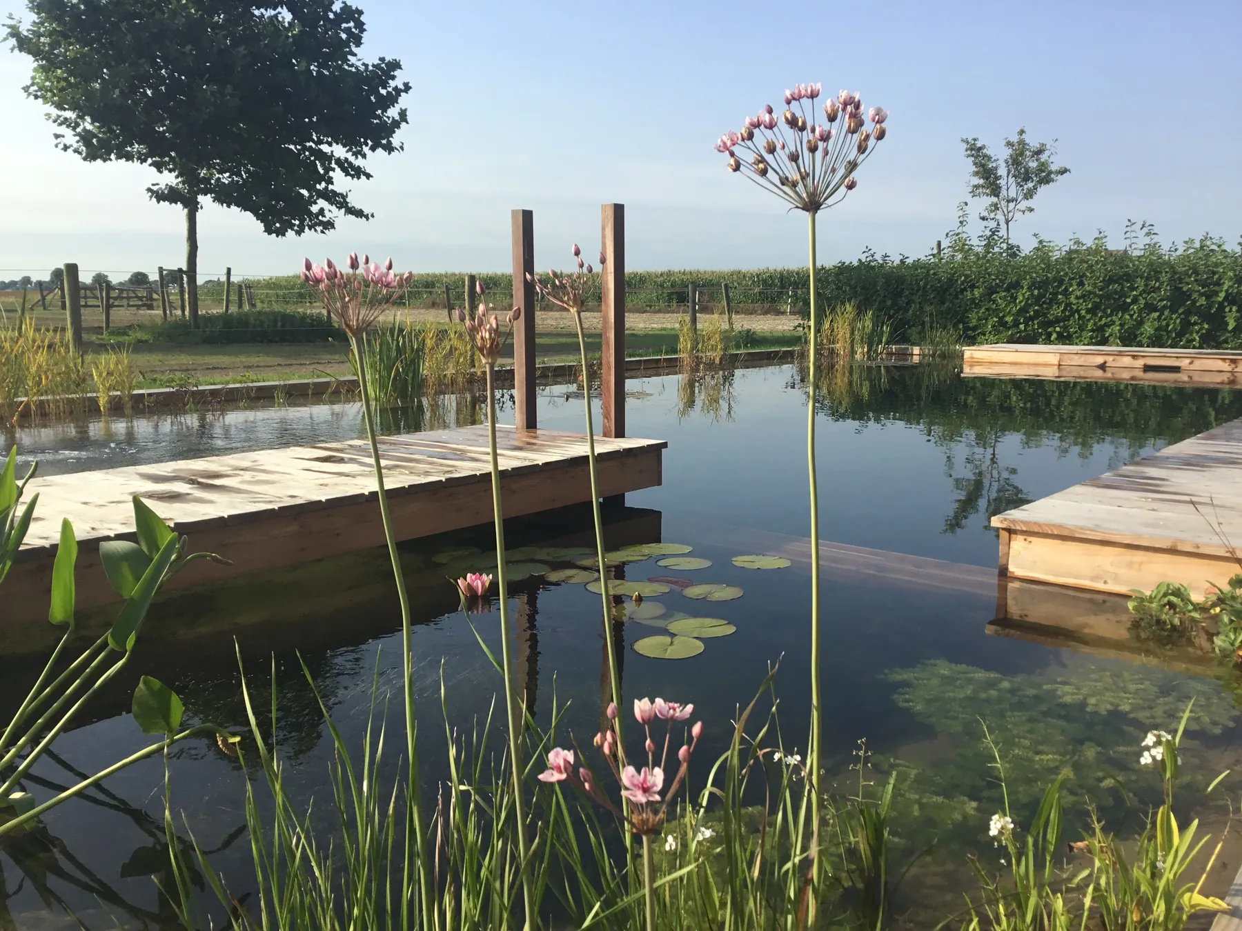 Een natuurlijke zwemvijver met houten steigers, waterlelies en oeverbeplanting.