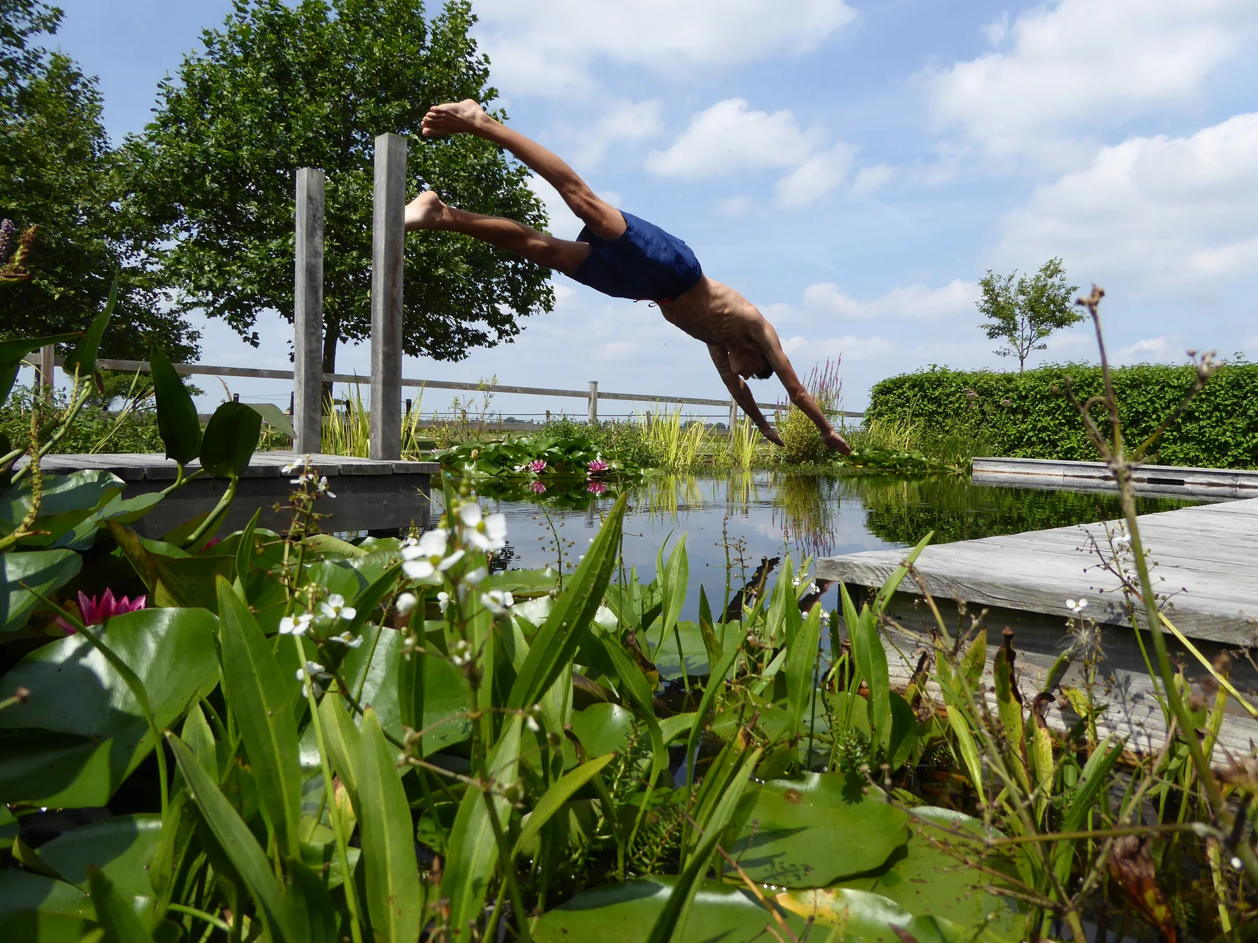 Een duik in de natuurlijke zwemvijver.