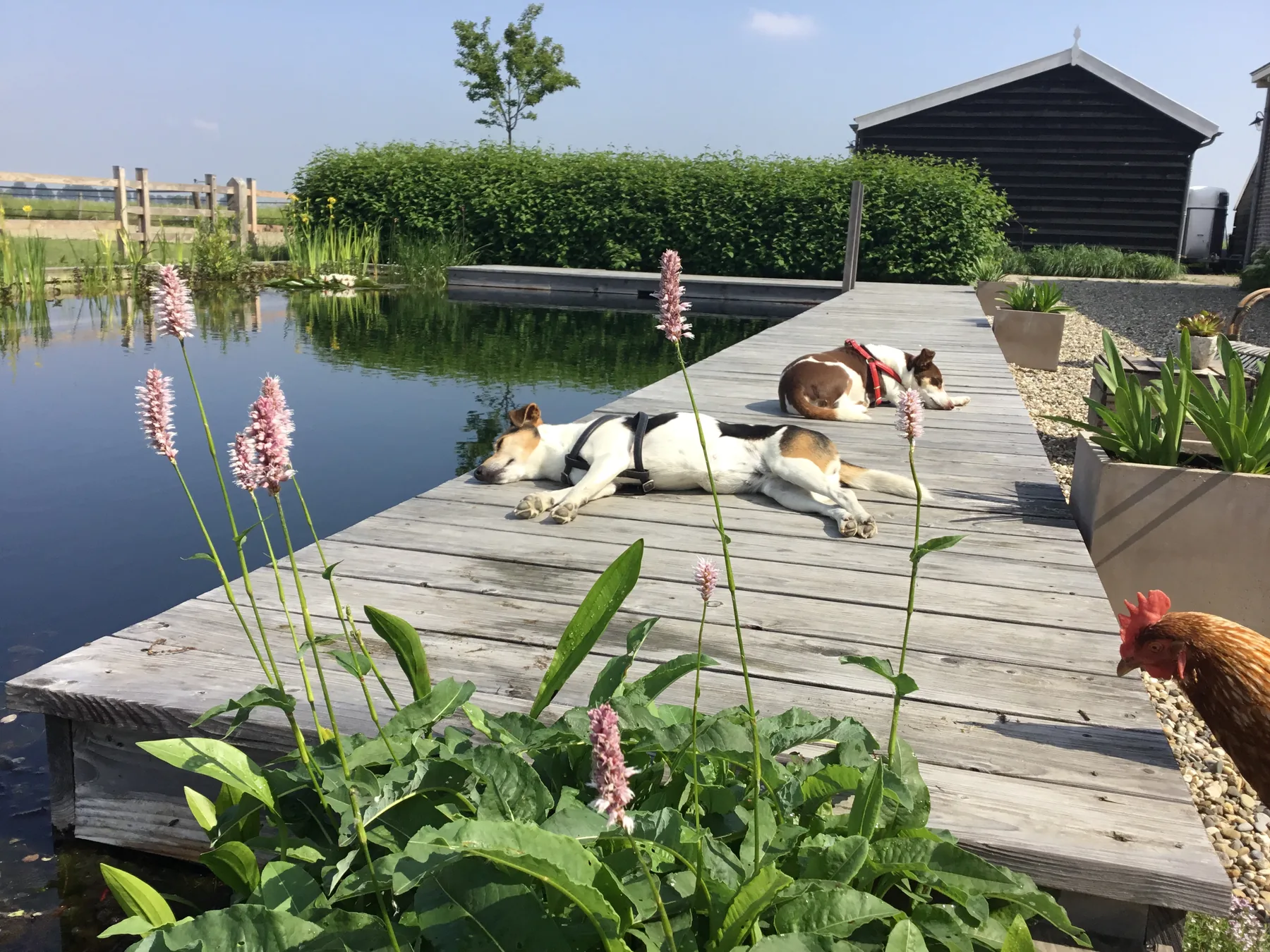 De steiger als rustplek aan het water.