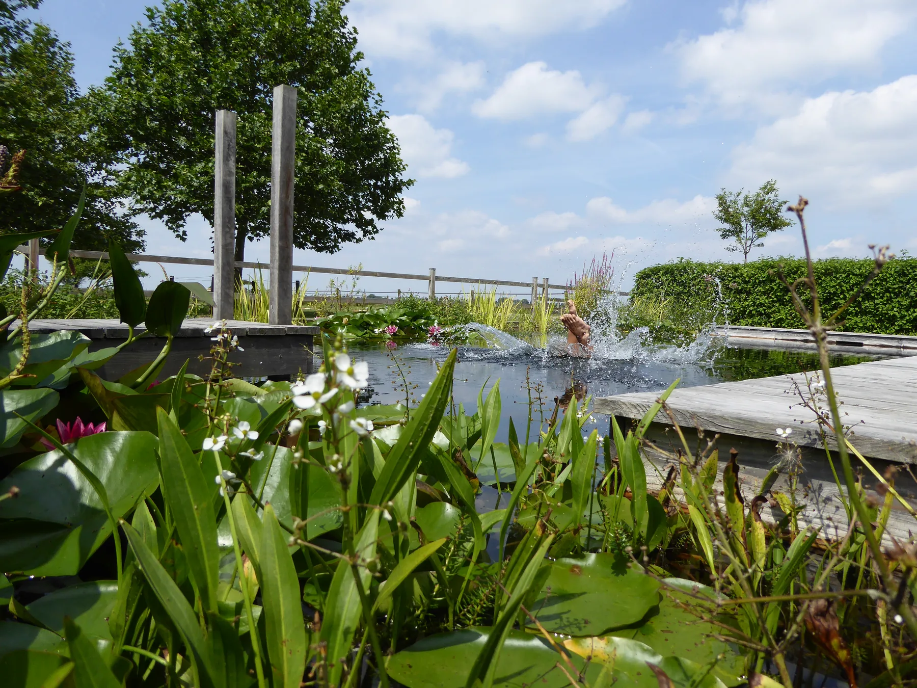 De vijverrand met waterplanten.